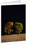 Cottonwoods in Autumn by Anonymous