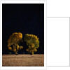 Cottonwoods in Autumn by Anonymous