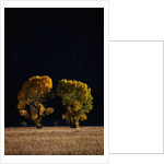 Cottonwoods in Autumn by Anonymous