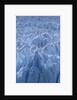 Close Up of Perito Moreno Glacier in Argentina by Anonymous