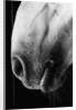 Nose of Lippizaner Stallion by Anonymous