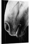 Nose of Lippizaner Stallion by Anonymous