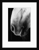 Nose of Lippizaner Stallion by Anonymous