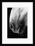 Nose of Lippizaner Stallion by Anonymous