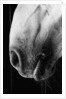Nose of Lippizaner Stallion by Anonymous