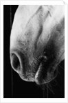 Nose of Lippizaner Stallion by Anonymous