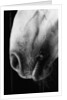 Nose of Lippizaner Stallion by Anonymous
