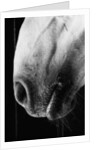 Nose of Lippizaner Stallion by Anonymous