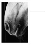 Nose of Lippizaner Stallion by Anonymous