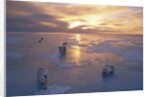 Polar Bears on Ice Pack at Sunset by Anonymous
