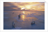 Polar Bears on Ice Pack at Sunset by Anonymous
