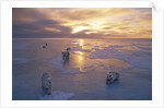 Polar Bears on Ice Pack at Sunset by Anonymous