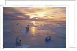 Polar Bears on Ice Pack at Sunset by Anonymous