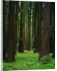 Redwood Forest by Anonymous