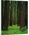 Redwood Forest by Anonymous