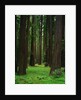 Redwood Forest by Anonymous