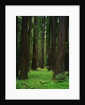 Redwood Forest by Anonymous