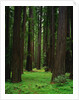 Redwood Forest by Anonymous