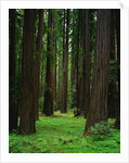 Redwood Forest by Anonymous