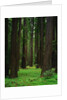 Redwood Forest by Anonymous