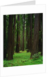 Redwood Forest by Anonymous