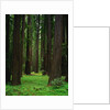 Redwood Forest by Anonymous
