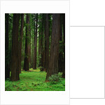 Redwood Forest by Anonymous