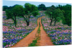 Wildflowers Along a Dirt Road by Anonymous