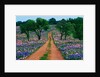 Wildflowers Along a Dirt Road by Anonymous