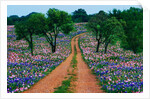Wildflowers Along a Dirt Road by Anonymous