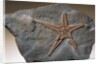 Fossilized Starfish by Anonymous