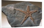 Fossilized Starfish by Anonymous