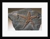 Fossilized Starfish by Anonymous