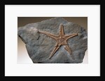Fossilized Starfish by Anonymous