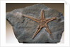 Fossilized Starfish by Anonymous