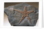 Fossilized Starfish by Anonymous