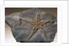 Fossilized Starfish by Anonymous