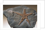 Fossilized Starfish by Anonymous