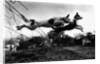 Dogs Leaping Over Wire Fence by Anonymous