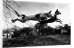 Dogs Leaping Over Wire Fence by Anonymous