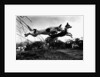Dogs Leaping Over Wire Fence by Anonymous