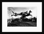 Dogs Leaping Over Wire Fence by Anonymous