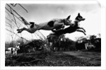 Dogs Leaping Over Wire Fence by Anonymous