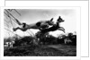 Dogs Leaping Over Wire Fence by Anonymous