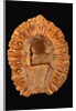 Fossilized Pine Cone by Anonymous