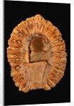 Fossilized Pine Cone by Anonymous
