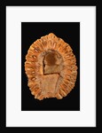 Fossilized Pine Cone by Anonymous