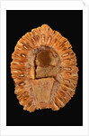 Fossilized Pine Cone by Anonymous