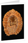 Fossilized Pine Cone by Anonymous