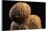 Fossilized Pine Cone by Anonymous